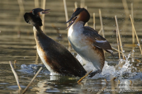 Great Crested Grebe   Podiceps cristatus