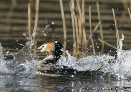 Great Crested Grebe   Podiceps cristatus