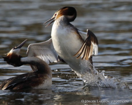 Great Crested Grebe   Podiceps cristatus