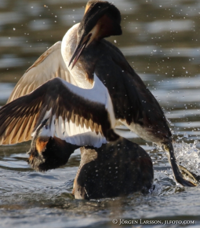 Great Crested Grebe   Podiceps cristatus