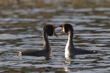 Great Crested Grebe   Podiceps cristatus