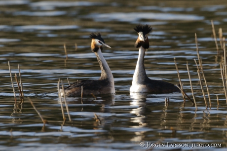 Great Crested Grebe   Podiceps cristatus