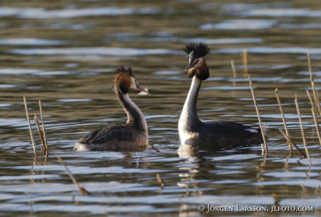 Great Crested Grebe   Podiceps cristatus