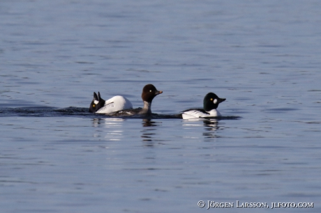 Golden eye Bucephala clangula