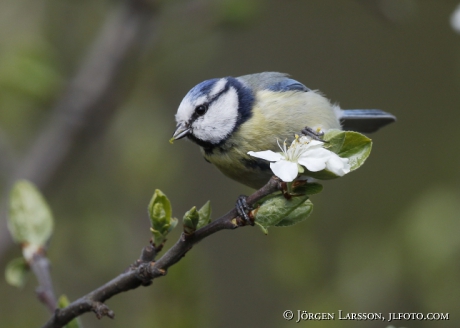 Blue tit