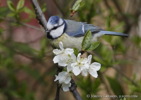 Blue tit