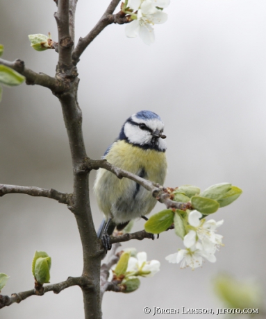 Blue tit