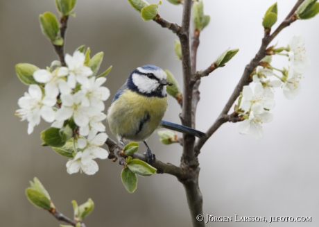 Blue tit