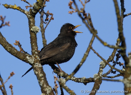 Blackbird   Turdus merula