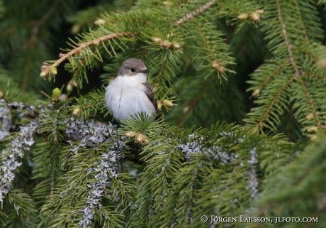 Pied Flycatcher Ficedula hypoleuca