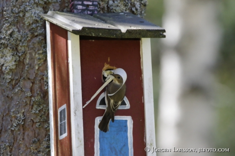 Pied Flycatcher Ficedula hypoleuca