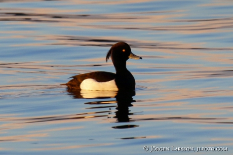 Tufted Duck  Aythya fuligula