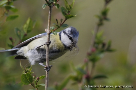 Blue tit