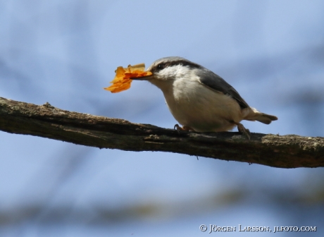 Eurasian Nuthatch