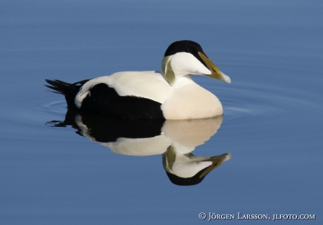 Eider Somateria mollissima 