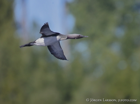 Black-throated diver