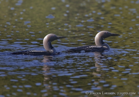 Black-throated diver