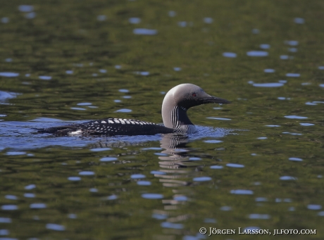 Black-throated diver