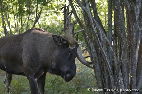 Älgtjur vid brunsten