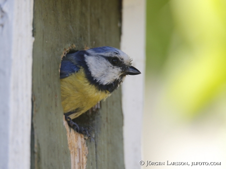 Blue tit  Parus caeruleus 