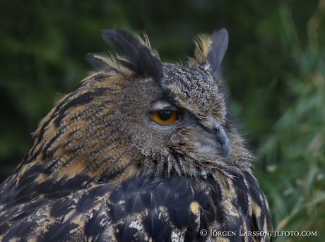 Eurasian eagle owl Bubo bubo