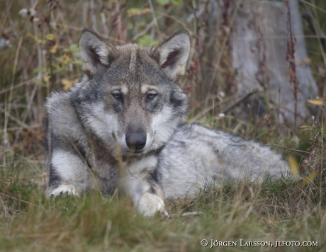 Wolf Canis-lupus