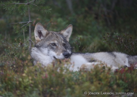 Wolf Canis-lupus