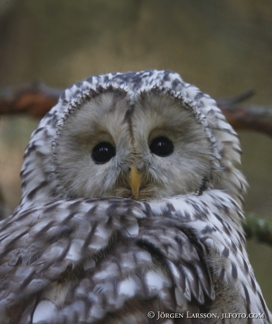 Ural Owl Strix uralensis