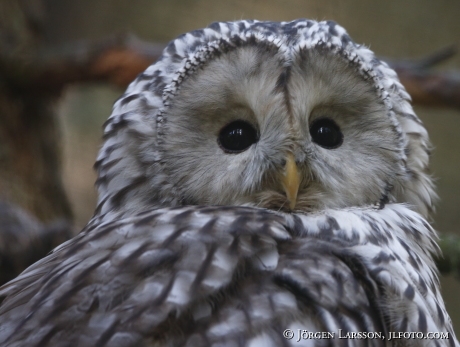 Ural Owl Strix uralensis