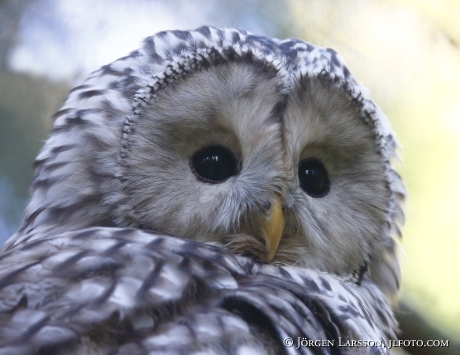 Ural Owl Strix uralensis