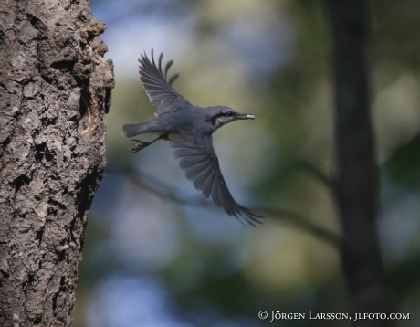 Eurasian Nuthatch