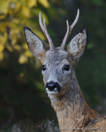 Roedeer capreolus capreolus 