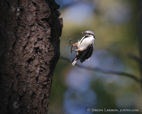 Eurasian Nuthatch