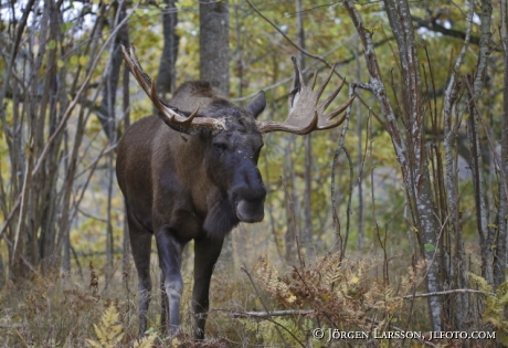 Moose Bull