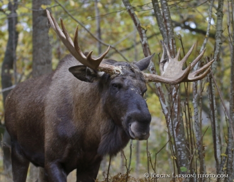 Moose Bull