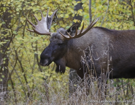 Moose Bull