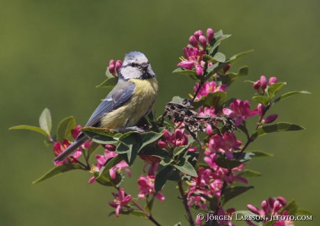 Blue tit  Parus caeruleus 