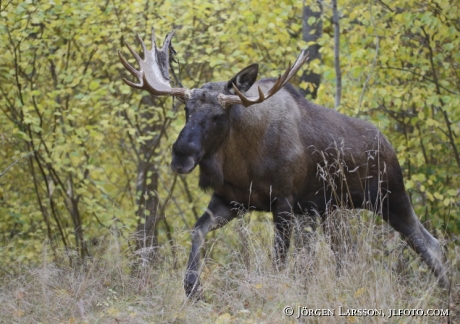 Moose Bull