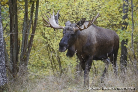 Moose Bull