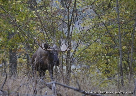 Moose Bull