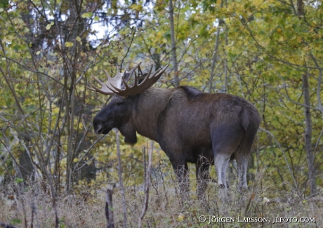 Moose Bull