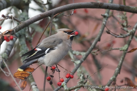 Waxwing and rowanberry