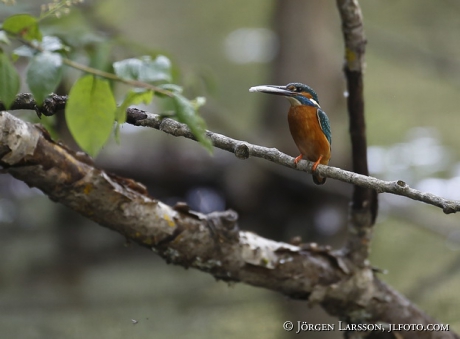 Kingfisher Alcedo atthis