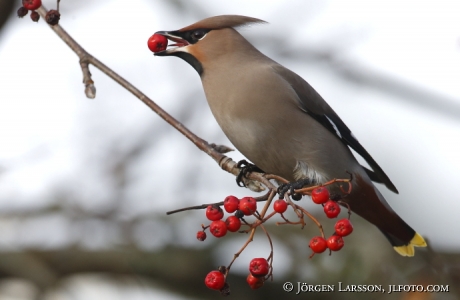 Waxwing and rowanberry