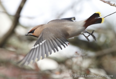 Waxwing and rowanberry