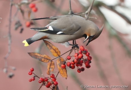 Waxwing and rowanberry