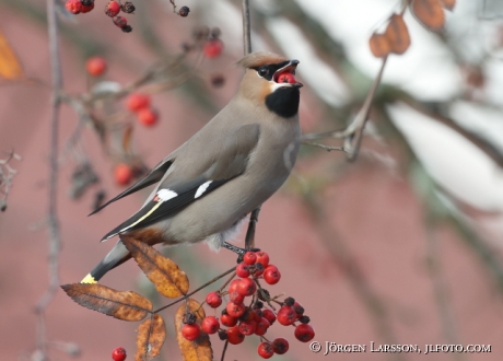 Waxwing and rowanberry