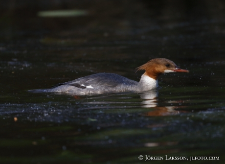 Goosander   Mergus merganser