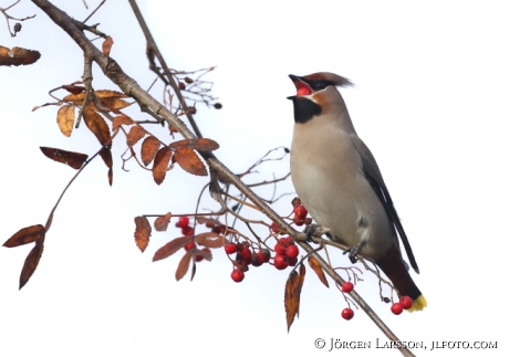 Waxwing and rowanberry