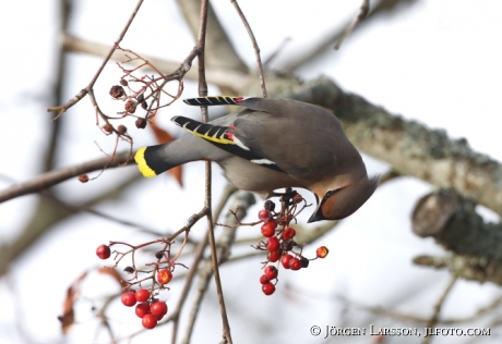 Waxwing and rowanberry